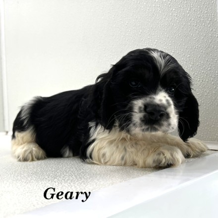 puppy, for, sale, Cocker Spaniel, Joe & Cherri  Overlease, dog, breeder, Miller, MO, dog-breeder, puppy-for-sale, forsale, nearby, find, puppyfind, locator, puppylocator, aca